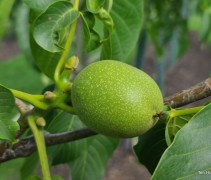 Juglans regia Broadview