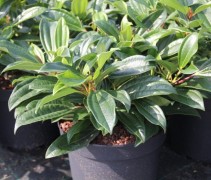Viburnum Davidii