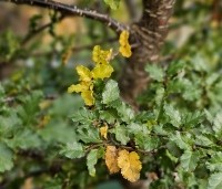 Nothofagus antartica - Schijnbeuk - 1