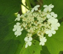 Viburnum opulus