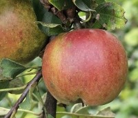 Malus dom. 'Ecolette' - Malus dom. 'Ecolette' - 3