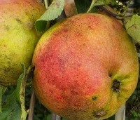 Malus dom. 'Ecolette' - Malus dom. 'Ecolette' - 4