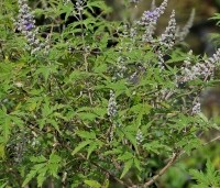 Vitex agnus-castus - Monnikenpeper - 2