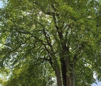 Acer pseudoplatanus - Gewone esdoorn - veterane boom