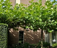 Platanus hispanica - Plataan - 1