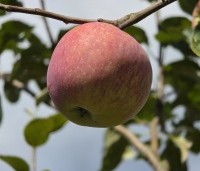 Malus dom. 'Sijden Hempje' - Malus dom. 'Sijden Hempje' - 3