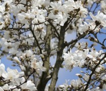 Magnolia kobus bloemen