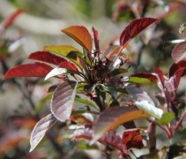 Malus toringo 'Scarlet'