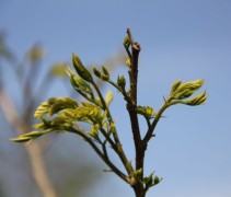Perzische slaapboom met jonge uitlopende toppen