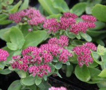 Sedum 'Herbstfreude' bloeit rijkelijk in fraaie roze bloesem
