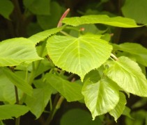 Tilia cordata jong blad
