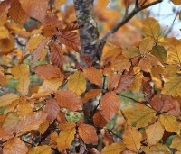 Fagus sylvatica 'Atropunicea' - Rode beuk - 6