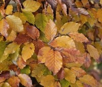 Fagus sylvatica 'Atropunicea' - Rode beuk - 5