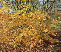 Fagus sylvatica 'Atropunicea' - Rode beuk - 7