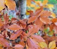 Fagus sylvatica 'Atropunicea' - Rode beuk - 4