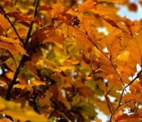 Fagus sylvatica 'Atropunicea' - Rode beuk - 3