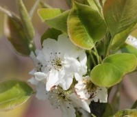 Pyrus pyrifolia 'Hosui' - Japanse Nashipeer - 1