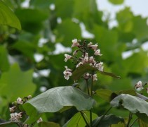 Catalpa x erubescens 'Purpurea' bloesem