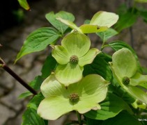 Cornus x Rutban 'Aurora'