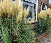 Cortaderia