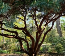 Pinus sylvestris 'Watereri' 
