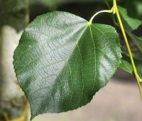 Tilia x europaea 'Euchlora' - Linde - 1