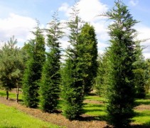 Cupressocyparis 'Leylandii'