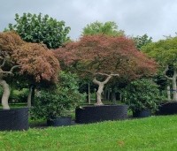 Acer palmatum 'Garnet' - Japanse esdoorn 'Garnet' - 1