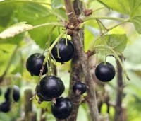 Ribes nigrum 'Titania' - Zwarte bes 'Titania' - 1