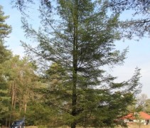 Pseudotsuga menziesii