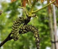 Juglans regia 'Plovdivski' - Walnoot 'Plovdivski' - 1