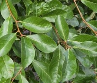 Nyssa sylvatica - Zwarte tulepoboom - 2