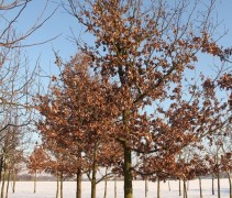 Quercus robur