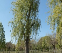 Salix sepulcralis op kwekerij ten Hoven Bomen 2020