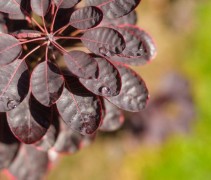 Cotinus Royal Purple