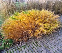 Hakonechloa macra