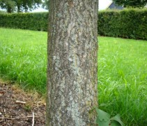 Stam Gingko biloba