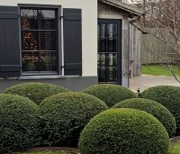 Taxus baccata - Venijnboom - 6