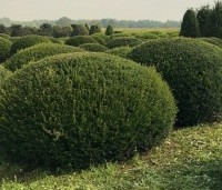 Taxus baccata - Venijnboom - 7