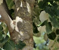 Tilia tomentosa 'Brabant' - Zilverlinde 'Brabant' - 2