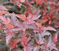 Physocarpus opulifolius 'Little Angel' - Blaasspiraea 'Little Angel' - vakbeplanting  - 2
