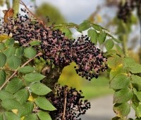 Aralia elata - Engelenboom - oktober