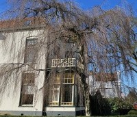 Betula pendula 'Youngii' - Prieelberk - 1