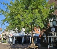 Gleditsia triacanthos 'Skyline' - Valse Christusdoorn 'Skyline' - september 2024