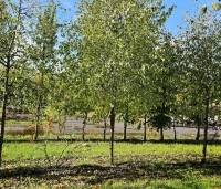Frangula alnus - Vuilboom - 2