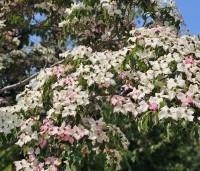 Cornus kousa 'Weisse Fontaine' - Japanse grootbloemige kornoelje 'Weisse Fontaine' - 1