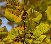 Tilia platyphyllos - Zomerlinde - herfst