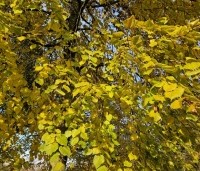 Tilia platyphyllos - Zomerlinde - november