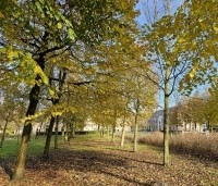 Tilia platyphyllos - Zomerlinde - Lindelaan bij kasteel november 2024