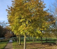 Tilia platyphyllos - Zomerlinde - herfstkleur